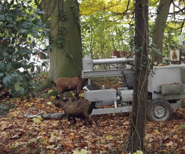 Baarlo International 2012