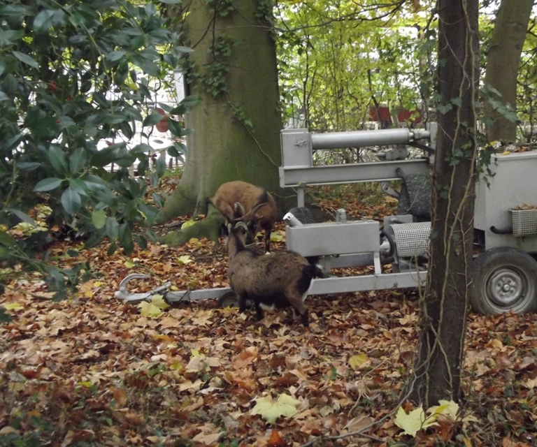 Baarlo International 2012