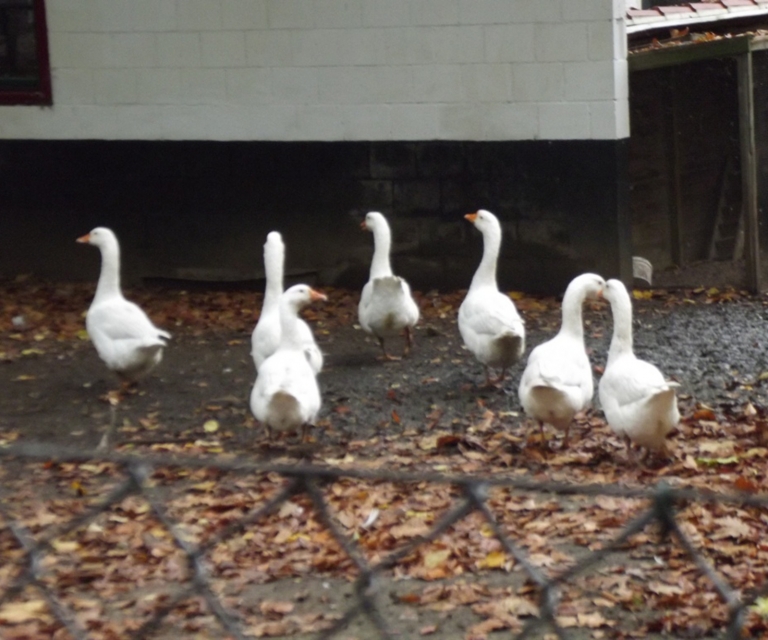 Baarlo International 2012